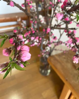 玄関に梅いっぱい

#梅　#多度津町#香川県#瀬戸内海#公園

#神社
#多度津
#無徳神神社
#鳥居
#参道
#桜