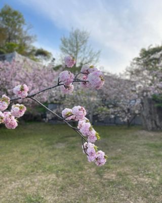 神社鳥居横の桃李公園の🌸
楊貴妃

#桜
#花見
#多度津町
#神社
#無徳神神社
#四国
#公園
#香川県
#瀬戸内海