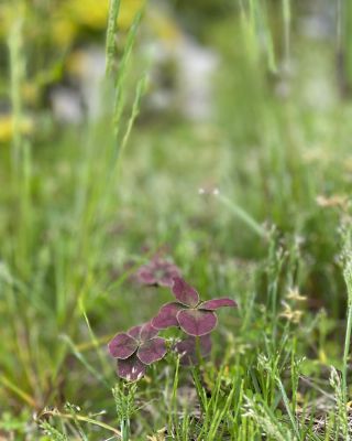 Instagram 投稿 17851865880183732